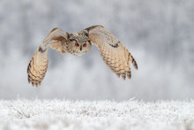 Flying Owl In Snow