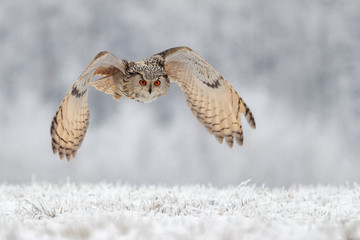 flying owl in snow