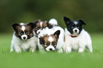 Canvas Print - Four young papillon dog puppies