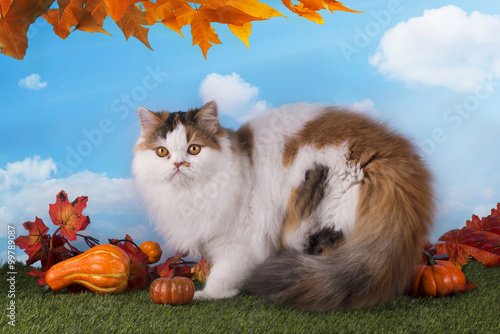 Fototapeta na wymiar Scottish cat playing on the grass in autumn