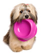 Hungry Bichon Havanese puppy keep a food bowl in her mouth