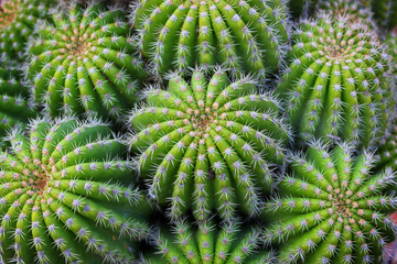 Cactus Plant 