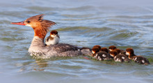 Mother Merganser With Ducklings
