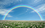 Fototapeta Tęcza - Potato field with sky and rainbow