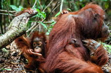 A Female Of The Orangutan With A Cub In A Native Habitat. Bornean Orangutan (Pongo O Pygmaeus Wurmmbii) In The Wild Nature.