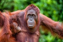  The Female Of The Orangutan Feeds A Cub.  A Female Of The Orangutan With A Cub In A Native Habitat. Pongo Pygmaeus Wurmmbii.