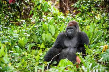 Wall Mural - Portrait of a western lowland gorilla (Gorilla gorilla gorilla) close up at a short distance. Silverback - adult male of a gorilla in a native habitat.