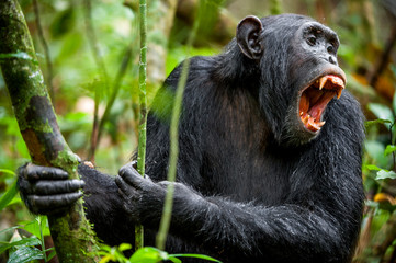 Canvas Print - Shouting a Angry Chimpanzee.