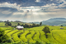 Rice Field At Bongpieng Villages, Located At Chiang Mai In Thailand