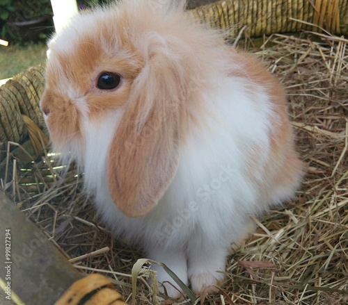 Photo Stock Bebe Lapin Belier Nain Chamois Angora Tete De Lion Tachete Adobe Stock Photo Stock Bebe Lapin Belier Nain Chamois Angora Tete De Lion Tachete Adobe Stock
