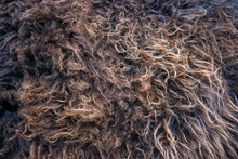 Brown Animal Hair Closeup