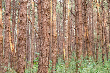 pine forest