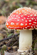 A Red Capped Toadstool On Woodland Floor. 