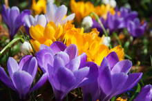 Blooming Yellow Purple And White Crocuses