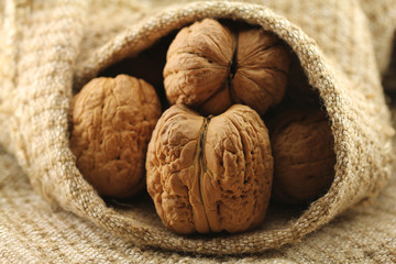 Giant walnut in shell