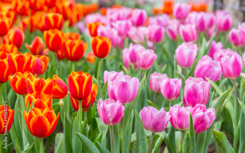 Naklejka nad blat kuchenny Tulip flower fields