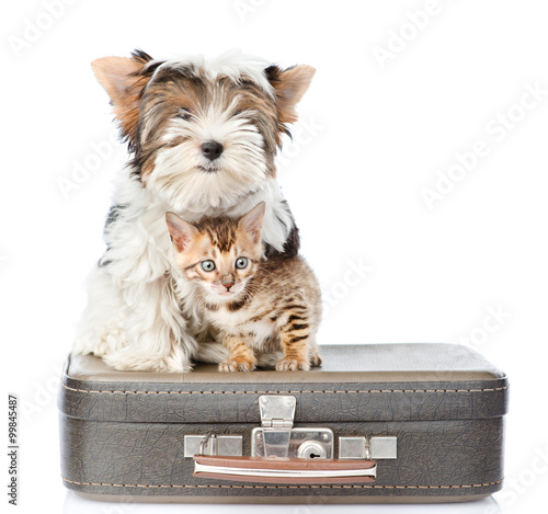 Nowoczesny obraz na płótnie Biewer-Yorkshire terrier and bengal cat sitting on a suitcase. i