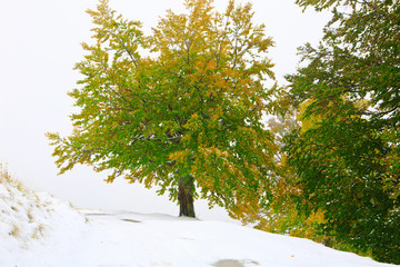 First snow in autumn beech forest in the Carpathian Mountains.