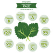 benefit health of kale, info graphic food, vegetable vector