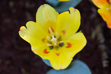 yellow tulip