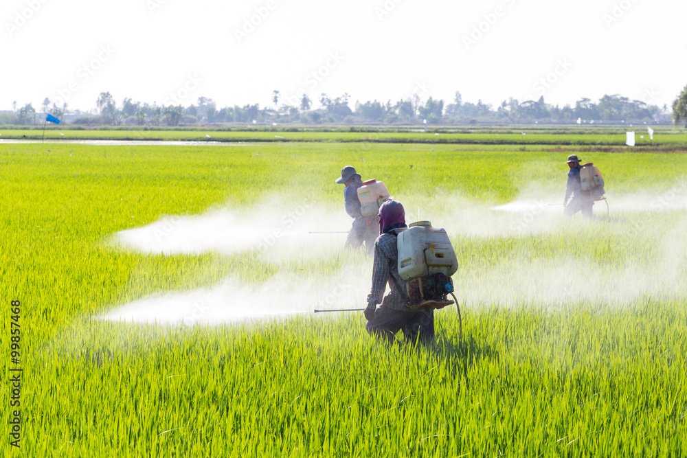 farmer spraying pesticide in the rice field - obrazy, fototapety, plakaty 