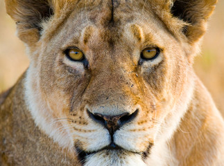 Wall Mural - portrait of a lioness. close-up. kenya. tanzania. maasai mara. serengeti. an excellent illustration.