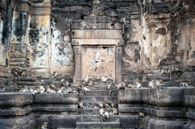 Monkey Temple In Lopburi In Thailand