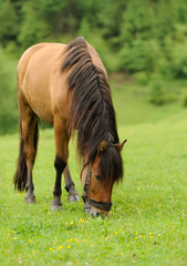 Wall Mural - horse