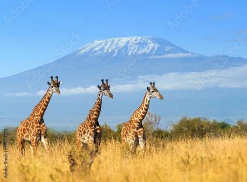 Foto-Kissen - Giraffe in National park of Kenya (von byrdyak)