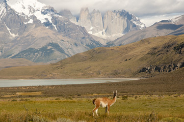 Wall Mural - Torres Del Paine National Park - Chile