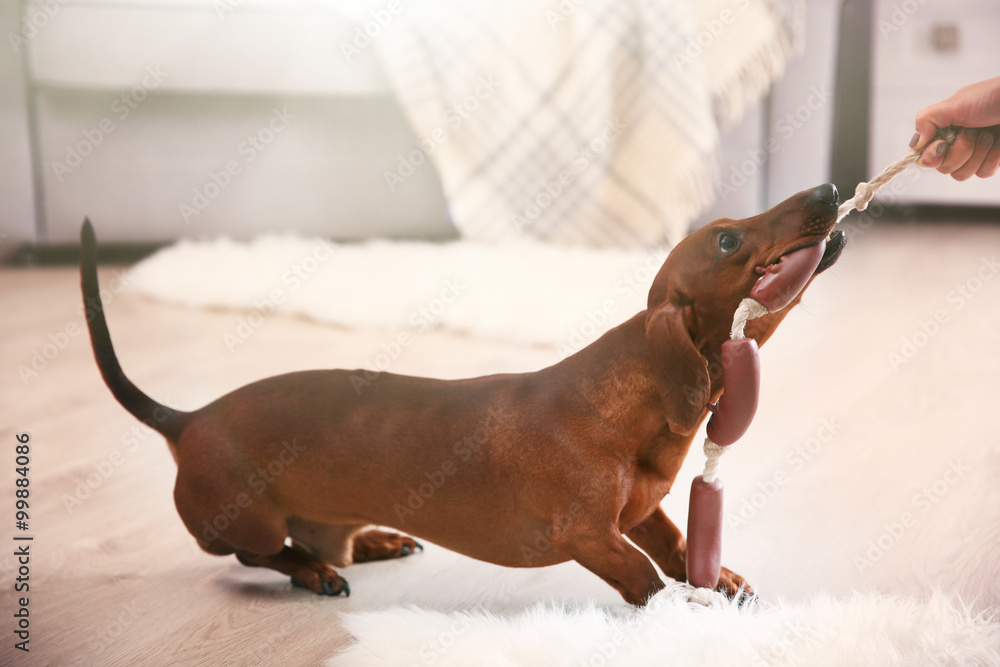 Dachshund dog playing in living room
