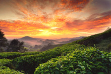 Beautiful Moment During Sunrise At Tea Farm. Dramatic Clouds. Yellow Color On The Sky.image Taken At Cameron Highland,Malaysia