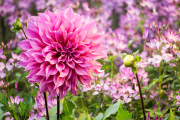 pink dahlia in garden