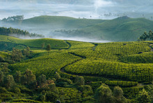 Morning Foggy Tea Plantation In Munnar, Kerala, India.