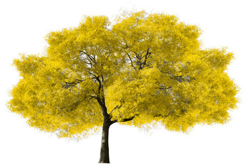 Wall Mural - Big Yellow Tree on White Background