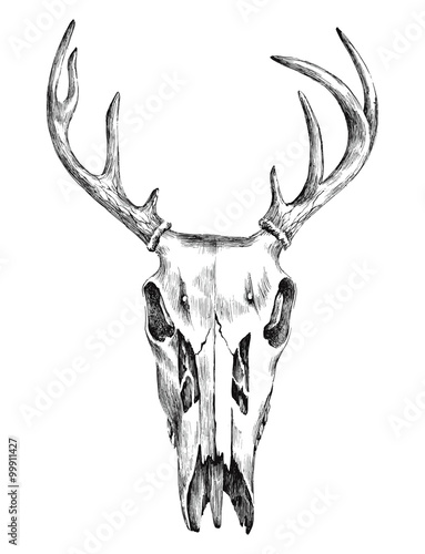Hand drawn black and white deer scull 