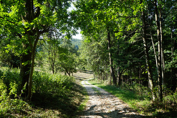 Wall Mural - Track and forest