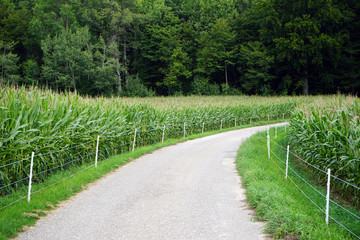 Poster - Dirt road