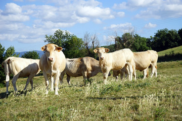 Poster - Herd of cows