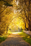 Fototapeta Krajobraz - Autumn alley