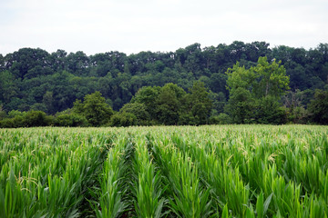 Poster - Corn field