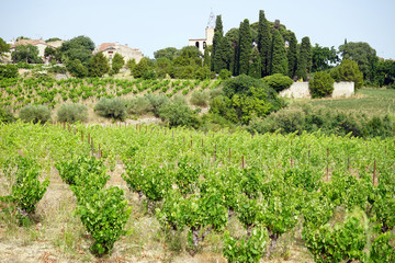 Wall Mural - Vineyards and village