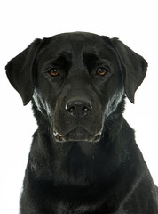 Canvas Print - female black labrador retriever