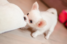 Little White Chihuahua Puppy Playing

