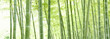 竹林のパノラマ
