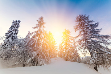 Wall Mural - Beautiful sunset in winter forest Jluia Alps in Slovenia