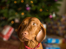 Young Vizsla Dog Sitting In Front Of A Christmas Tree