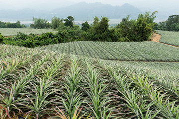 Wall Mural - Pineapple fruit farm