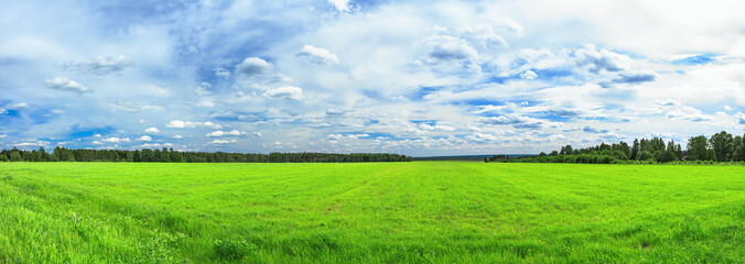 Wall Mural - summer rural landscape a panorama with a field and the blue sky