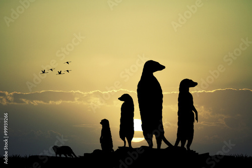 Fotomural Meerkats silhouette at sunset